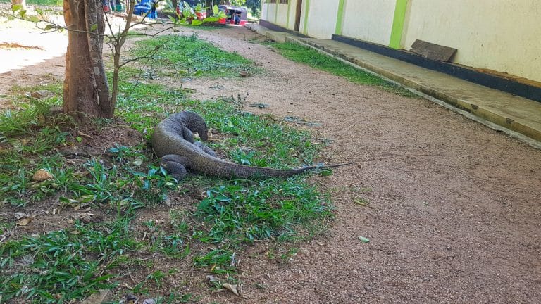 lézard géant sri lanka