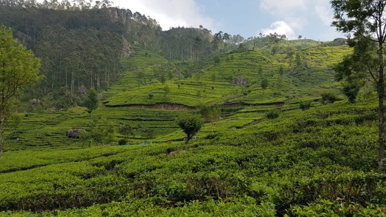 Haputale Lipton Seat sri lanka landscape