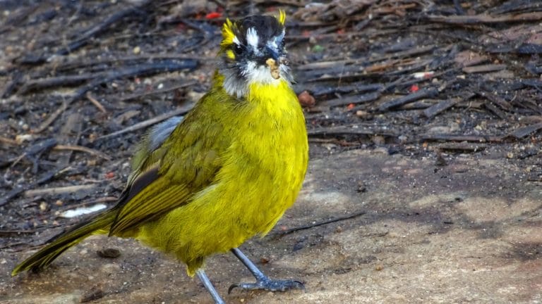 oiseau rare sri lanka