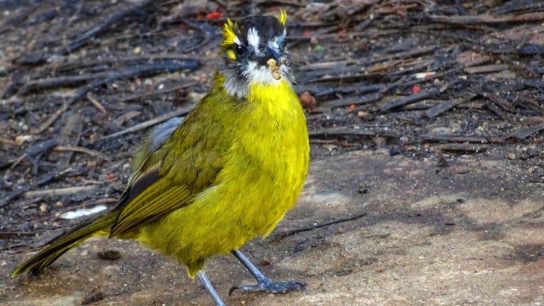 oiseau rare sri lanka