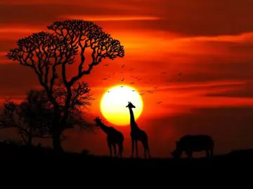couché de soleil afrique du sud girafe