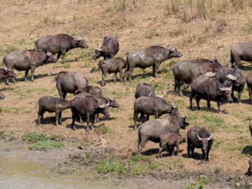 bufle afrique du sud