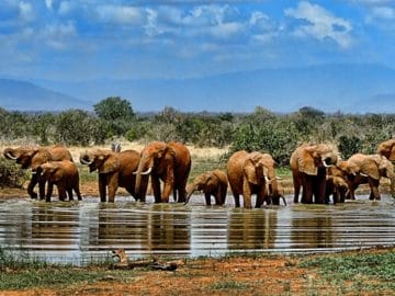 parc national krugger afrique du sud