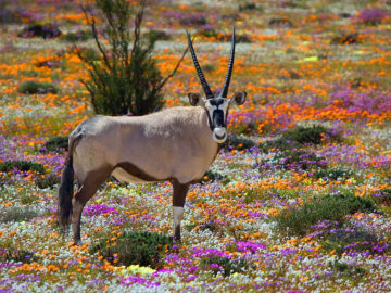 namaka parc national afrique du sud