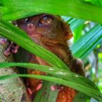 tarsier-arbre-gros-yeux