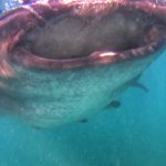 bouche-ouverte-requin-baleine