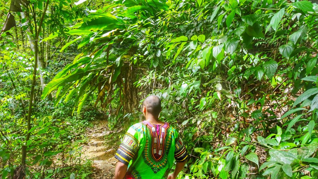 forêt tropicale verdoyante lors de notre randonnée menant aux latille falls