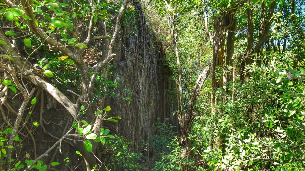 forêt tropicale sauvage de Sainte Lucie