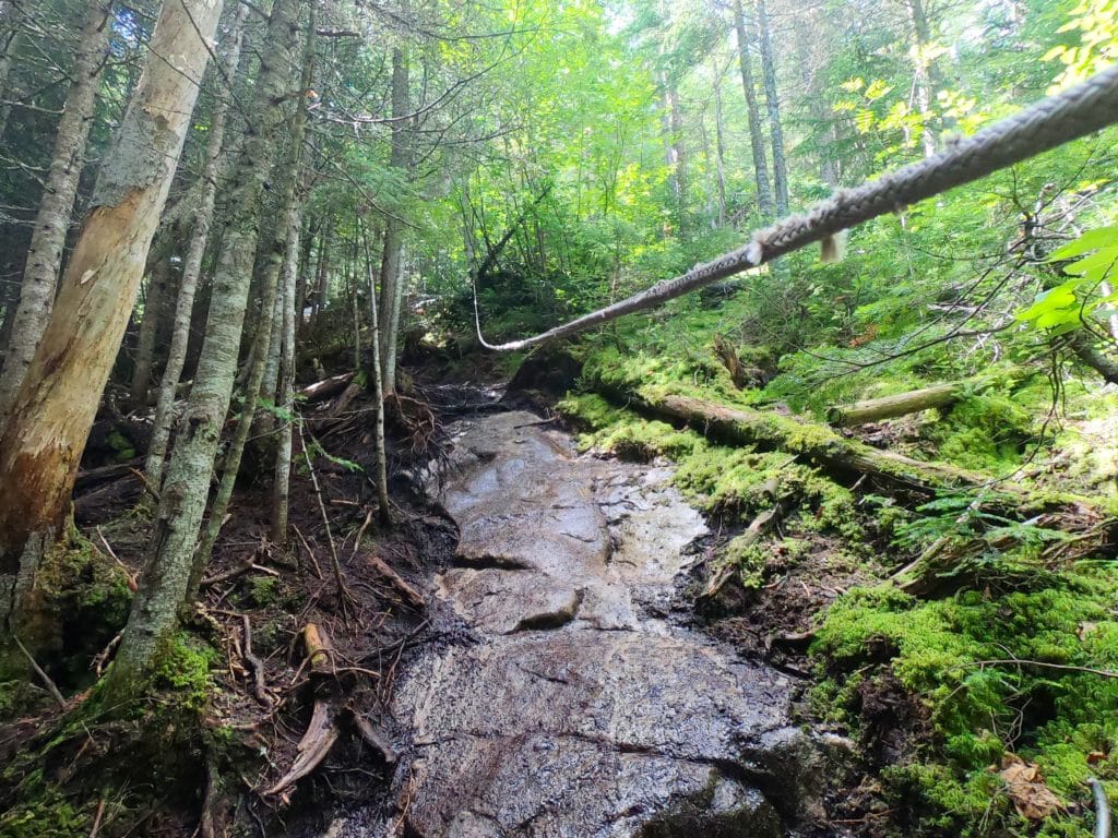 forêt sauvage du Mont Menaud