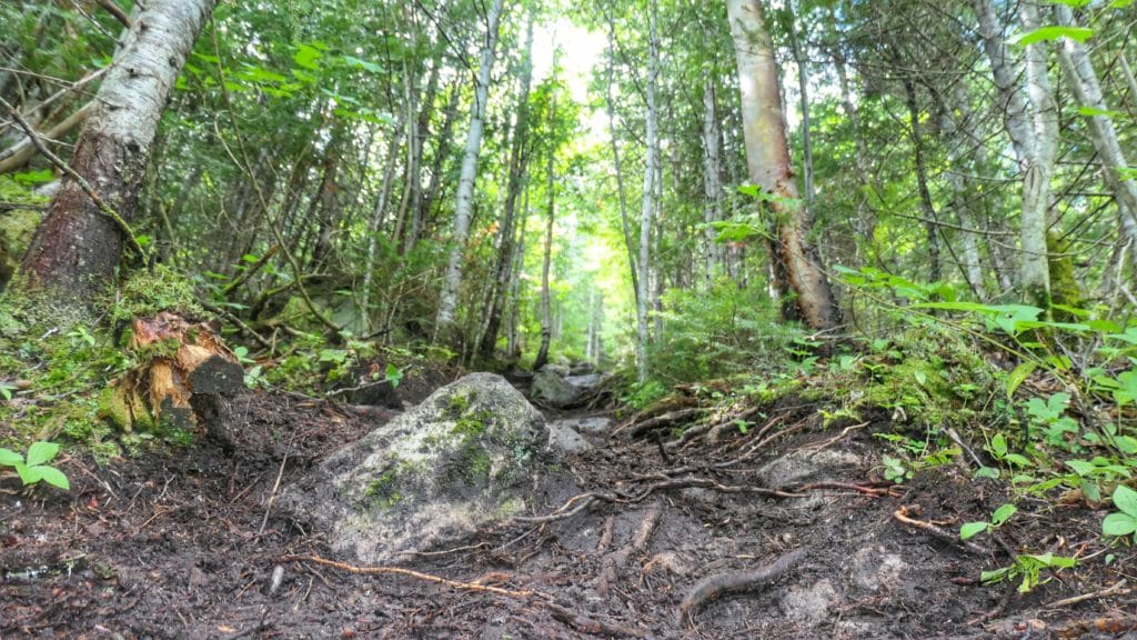 Terrain de randonnée dans la forêt du mont des Morios très technique avec beaucoup de racines et de pierres