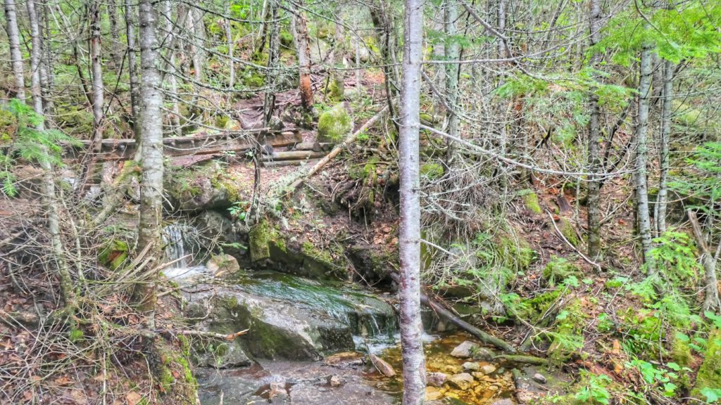 Petit cours d'eau dans la forêt du mont Morios