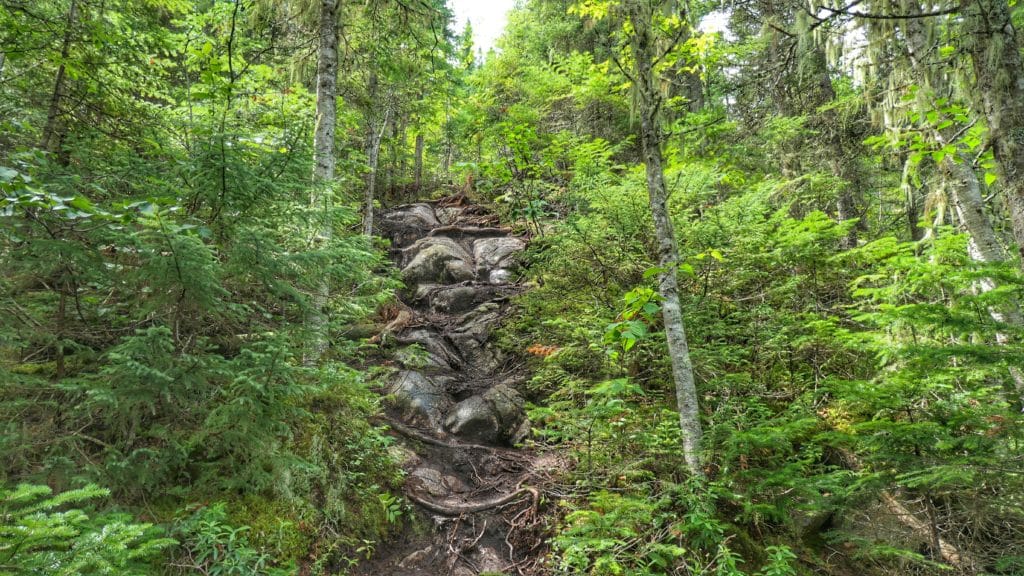 Chemin de randonnée technique et abrupte dans la forêt du mont des Morios