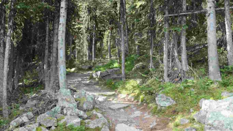 sentier de randonnée du mont fairview côté forêt