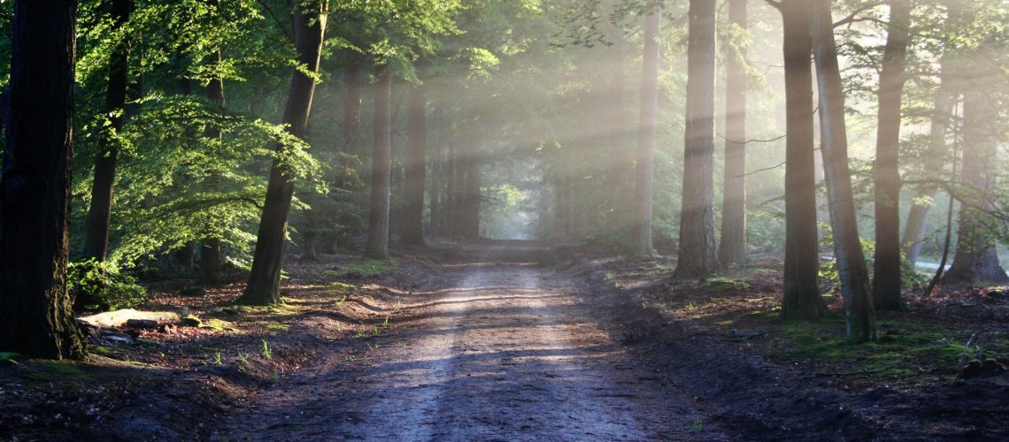 Ardennes-belge-nature-forêt