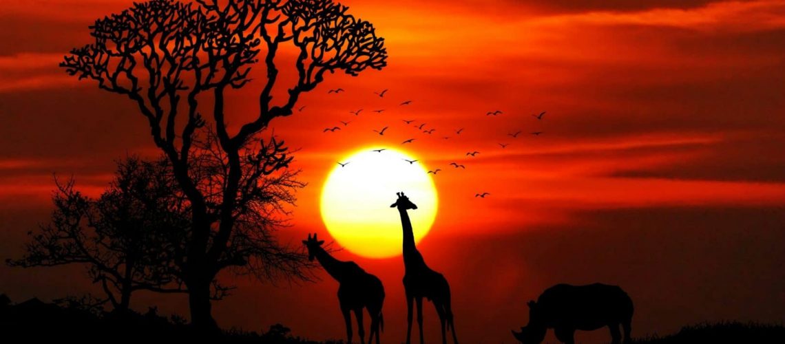 couché de soleil afrique du sud girafe