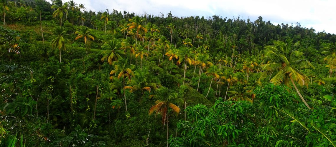 palmiers-dominique-nature