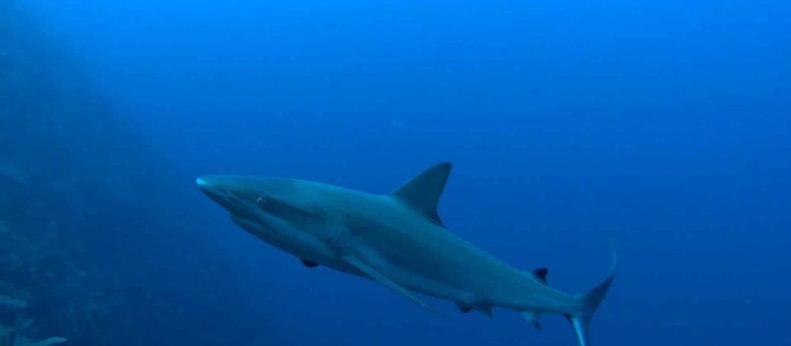 requin-plongee-ile-providencia-partir-loin (5)