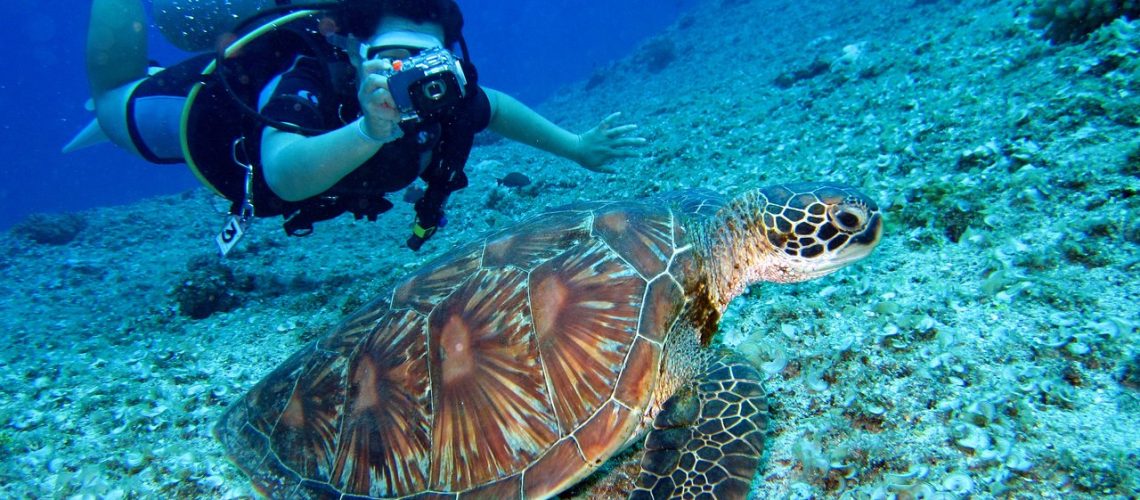 tortue-plongée-sous-marine-plongeur