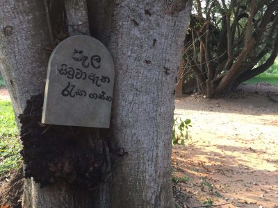 vipassana-meditation-anuradhapura-sri-lanka (2)